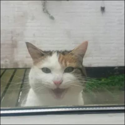 Anna avatar